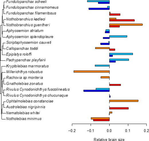 Phylogeny including all species for which we had samples (including species added based on previously published trees) with bar charts showing mean relative brain sizes (residuals from a phylogenetic linear model of log-transformed brain and body size). Blue colors refer to non-annual species, light blue for juveniles, dark blue for adults, while red colors refer to annual species, orange for juveniles, red for adults.