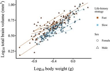 Allometric slopes of log10-transformed total brain volume (mm3) (sum of all subregions) to log10-transformed body weight (g) for adult killifish. Each data point represents an individual, and each line represents an allometric slope for a species calculated using separate regression models. The two life-history strategies are represented by blue (slow) and red (fast) colors, and the two sexes are represented by circles (females) and triangles (males).