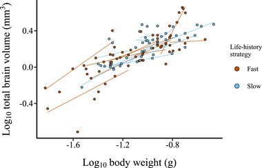 Allometric slopes of log10-transformed total brain volume (mm3) (sum of all subregions) to log10-transformed body weight (g) for juvenile killifish. Each data point represents an individual, and each line represents an allometric slope for a species calculated using separate regression models. The two life-history strategies are represented by blue (slow) and red (fast) colors.