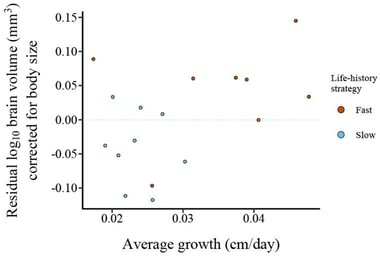 Residuals from PGLS model of species-average log10-transformed total brain volume (mm3) (sum of all sub-regions) to species-average log10-transformed body weight (g) of adult killifish is presented on the y-axis. The species-average slope of the growth curve (cm/day) for juvenile killifish is presented on the x-axis. Each point represents a species. The two life-history strategies are represented by blue (slow) and red (fast) colors.