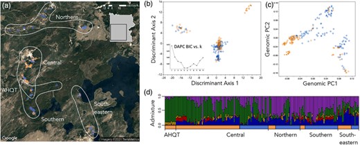 Population genetic structure in Yellowstone Mimulus guttatus is primarily geographical, rather than habitat-associated. (a) Individual sample locations coded by habitat (orange = annual, blue = perennial) and population assignments from DAPC (k = 5). The colors and population symbols are repeated in B–D. (b) Individuals plotted along the first two discriminant axes of the DAPC with best k = 5. Inset: Bayesian information criterion values for DAPC at k clusters 1–11. (c) Individuals plotted along the first two genomic principal component (PC) axes contributing to the DAPC assignments. Including only one individual from AHQT in the PCA shifts it to within the central cluster, while other PC scores remain very similar (Fig. S1). (d) Admixture proportions of individuals from conStruct analysis (k = 5), ordered by habitat and DAPC-defined populations.
