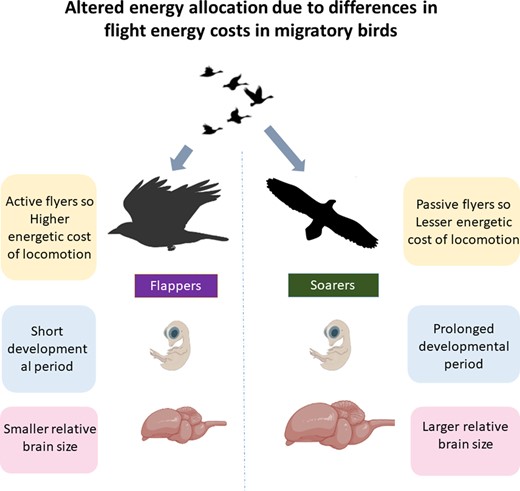 Altered energy allocation due to differences in flight energy costs.
