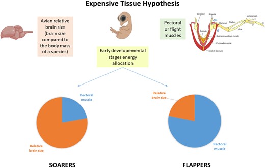 The expensive tissue hypothesis, which posits that soarers and flappers have different energy allocations from early developmental stages.