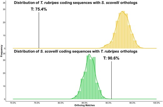 Gene turnover between Syngnathus scovelli and Takifugu rubripes testis transcriptomes. Distributions represent the expected number of sequences with orthologs in the counter-species by randomly sampling 1000 times across all coding sequences, given a sample size equal to the number of testis-biased (T) genes in the focal species. Black bars represent the percentage of highly expressed testis-biased genes with orthologs in the counter-species. Top: Pufferfish testis-biased genes are less likely than expected to be present in the pipefish genome. Bottom: Pipefish testis-biased genes are more likely than randomly chosen genes to be present in the pufferfish genome.