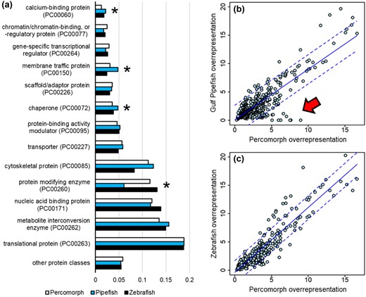 Functional evolution of pipefish testes. (a) Gene ontology (GO) analysis using the PANTHER protein-class database on highly expressed Gulf pipefish testis genes. Pipefish differ significantly from other Percomorphs (P = 0.019), whereas zebrafish do not differ from Percomorphs (P = 0.628). Asterisks indicate tests that are significant at an FDR of 0.05 (one-sample, two-sided t-test). (b) PANTHER overrepresentation analysis comparing pipefish against mean Percomorph values for GO categories (with a mean ≥4 genes in Percomorphs). (c) PANTHER overrepresentation analysis for zebrafish compared to Percomorphs. In panels (B) and (C), lines indicate linear regression (solid) and 95% prediction intervals (dashed). A noticeable cluster of GO categories is below the 95% prediction interval in pipefish (red arrow, Table 1).