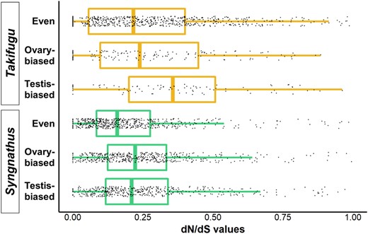 Molecular evolution of gonad-biased genes in Syngnathus and Takifugu. Using testis and ovary RNA-seq data from S. scovelli and T. rubripes, we identified genes that were highly and evenly expressed across gonads (even), and genes that were highly expressed in one gonad (ovary-biased and testis-biased). The dN/dS value was estimated using alignments from the genomes of species within Syngnathus (S. scovelli, S. acus, S. rostellatus, S. typhle) and Takifugu (T. rubripes and T. flavidus). The box plots report the median dN/dS value and the interquartile range for genes within each of the six groups.