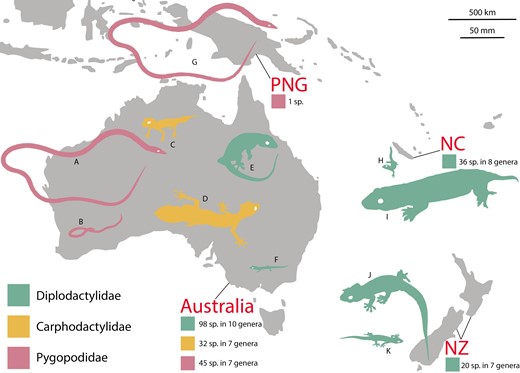 Map of Australasia highlighting the distribution and species richness of diplodactyloids. PNG = Papua New Guinea, NC = New Caledonia, and NZ = New Zealand. Colored silhouettes represent the largest and smallest representatives of each family for each of the four labeled geographic regions. All silhouettes are to scale. (A) Pygopodidae: Lialis burtonis, (B) Pygopodidae: Delma haroldi, (C) Carphodactylidae: Uvidicolus sphyrurus, (D) Carphodactylidae: Saltuarius cornutus, (E) Diplodactylidae: Pseudothecadactylus australis, (F) Diplodactylidae: Crenadactylus sp., (G) Pygopodidae: Lialis jicari, (H) Diplodactylidae: Dierogekko sp., (I) Diplodactylidae: Rhacodactylus leachianus, (J) Diplodactylidae: Hoplodactylus duvaucelii, and (K) Diplodactylidae: Naultinus manukanus.