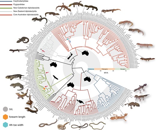 Time calibrated phylogeny of 241 species of diplodactyloid from TACT with rate shifts mapped onto nodes. Trait-based analyses were not conducted on the complete TACT tree but from the 4,268 ultraconserved locus tree (see Methods). For simplicity results from BAMM trait analyses are mapped onto a single tree, highlighting the three traits found to exhibit rate heterogeneity. Red arrows along branches indicate increases to trait diversification (β) while blue arrows indicate decreases relative to the background rate. All gecko images were taken by PLS and PMO. Note: SVL rate shifts were recovered for the full 180 species tree while the other two trait shifts were detected using the 128 species limbed-only tree. SVL = snout-vent length.