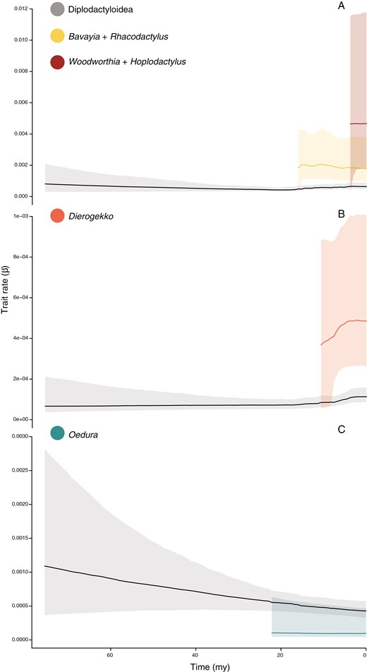 Rates of trait diversification inferred from BAMM for the tree traits found to exhibit rate shifts. (A) SVL (180 species tree), (B) relative forearm length (128 species limbed-only tree), (C) relative fourth toepad width (128 species limbed-only tree). Solid line is mean rate of trait diversification (β) while the opaque border represents 95% credibility interval from the posterior. SVL = snout-vent length.