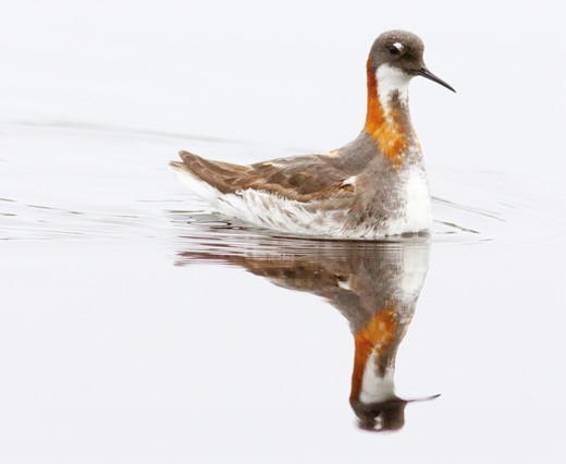 一夫多妻制の鳥は有害な突然変異が少ない(Polygamous birds have fewer harmful mutations) 一夫多妻制の鳥は有害な突然変異が少ない(Polygamous birds have fewer harmful mutations)