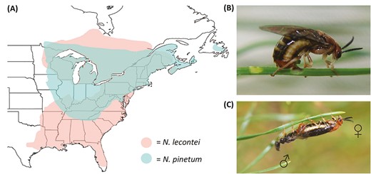 Rationale for body size as a magic trait in two largely sympatric pine sawfly species. (A) Approximate geographic ranges of Neodiprion lecontei (coral shading) and N. pinetum (teal shading). Note that most of N. pinetum’s range is contained within N. lecontei’s range. (B) A N. pinetum female uses her saw-like ovipositor to cut egg pockets into her thin-needled white pine host (photo by R.K. Bagley). Because eggs and ovipositors must fit within pine needles, differences in host needle width may act as a source of divergent selection on Neodiprion body size. (C) Mating pair of N. lecontei adults, with adult male on the left (photo by R.K. Bagley); for video, see Supplementary Video S1. Because matched female and male body sizes are likely important for maintaining proper alignment during mating, body size could be an important source of assortative mating in Neodiprion.