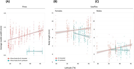 Geographic variation in pine needle width and adult sawfly body size. (A) Clinal variation in needle width (in mm) for 10 Pinus species used as hosts by Neodiprion lecontei (P. taeda, P. palustris, P. echinata, P. elliottii, P. clausa, P. glabra, P. virginiana, P. rigida, P. resinosa, and P. banksiana; coral) and for P. strobus, the only host used by N. pinetum (teal). (B) Clinal variation in body length for N. lecontei and N. pinetum females. (C) Clinal variation in body length for N. lecontei and N. pinetum males. In all panels, lines are linear regression models, with gray shading depicting the 95% confidence intervals on the fitted values.