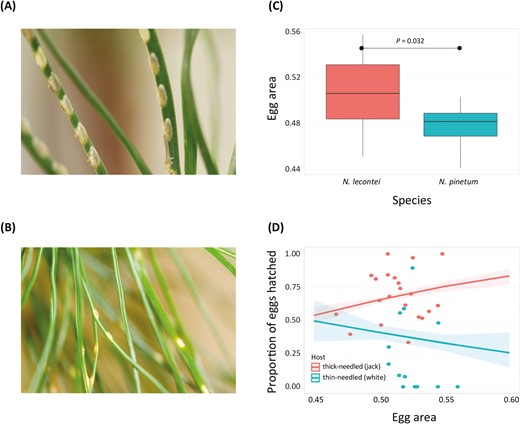 Evidence that egg size is under divergent selection between thick- and thin-needled pines. (A) Neodiprion lecontei eggs inside a thicker-needled Pinus host (photo by R.K. Bagley). (B) N. pinetum eggs inside a thin-needled white pine (Pinus strobus) host (photo by K. Vertacnik). (C) Differences in egg area between N. lecontei and N. pinetum. Boxes represent interquartile ranges (median ± 2 SD). (D) Hatching success plotted as a function of egg area measured in N = 36 recombinant backcross females (individual points). Points are colored depending on whether the female laid her eggs on thin-needled white pine (teal) or thick-needled jack pine (coral). Lines represent the marginal effects of the egg area x host interaction term in the fitted logistic regression model, with shading depicting the 95% confidence intervals on the fitted values. Overall, female egg-laying success increases with egg size on the thicker-needled host (jack pine), while females that laid bigger eggs had reduced hatching success on the thinner-needled host (white pine) (see Supplementary Table S8).
