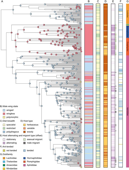 Male wing and life-history traits mapped onto the maximum clade credibility tree. (A) Phylogeny from (23) with the best-fit model of internal node ancestral reconstructions shown only for high-support nodes (>90%) for a single male wing state. Colors correspond to the male wing states shown in column B. Legend factors correspond to adjacent columns with different life-history and ecological traits mapped along the phylogeny. (B) Shows male wing state. The black arrow denotes the male wing polymorphic pea aphid, Acyrthosiphon pisum. (C) Diet breadth is binned into discrete classes of specialist, restricted, or polyphagous describing whether aphid species feed on a single genus of a host plant, within a family of a host plant, or many families of host plants, respectively. (D) Host plant type is shown, with woody plants in brown, herbaceous plants in beige, and a combination of both (variable) in burgundy. For host alternators, only the secondary hosts are described. (E) Host alternation is shown, with species described either as host alternating or not. Adjacent horizontal lines outside the black outline denote whether the host-alternating species has an asexual migrant (sexuparae that will birth a male back on the primary host) or a male migrant (birthed by a gynoparae on the secondary host, that needs wings to fly back to the primary host). (F) Ant tending is indicated by blue bars, and explicitly described not-tended species with a yellow bar. (G) Shows the primary aphid taxonomic subfamilies.