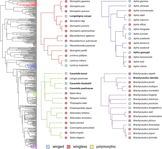 Wing reversions on the maximum clade credibility tree (same as Figure 1A). Bolded species highlight the reversals that occur across all six models of character evolution and in the majority of tree topologies. The red tree shows the reversing Longistigma caryae species in the Lachnidae subfamily; the blue tree shows Aphis gossypii in the Aphis genus; the green tree shows several Cavariella species; and the purple tree shows Brachycaudus lateralis in the Brachycaudus genus.