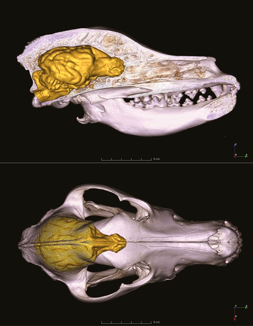 Volume-rendered skull model with the endocast representing the reconstructed brain as it is positioned in the skull of the Hungarian vizsla. Upper panel shows the midsagittal section from the right lateral view, lower panel shows the dorsal view of the skull, which was made transparent.