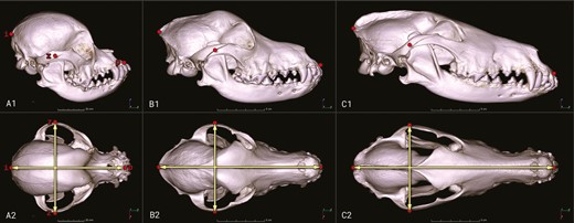 Skull models (volume-rendered CT images) for breeds with different head shapes. (A) Cavalier King Charles Spaniel (brachycephalic), (B) Australian Shepherd (mesocephalic), (C) Collie (dolichocephalic); upper row (A1–C1) shows the right lateral view, lower row (A2–C2) provides the dorsal view of the skulls. Points (i: inion, p: prosthion, and z: zygomatic arch (lateral-most point)) are the anatomical reference points used to calculate skull width and skull length needed for the estimation of skull index.