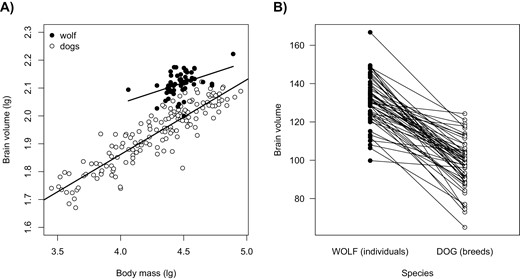 (A) The within-species allometric regression of brain volume (in cm3) in dogs and wolves. White dots reflect different dog breeds and denote breed-specific estimates of brain size and body size. Black dots represent individual wolves. Lines are species-specific allometric regression lines. All data with information on the two traits are shown (N = 159 dog breeds + 55 wolf individuals). (B) The pair-wise comparisons of absolute brain size of the two species, where each wolf individual was paired with the dog breed with the most similar body size.