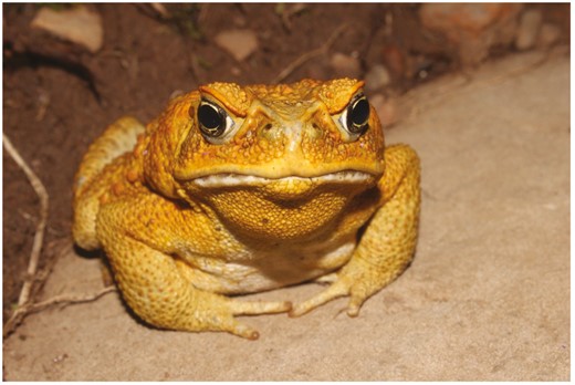 The cane toad (_Rhinella marina_) is native to South America but was introduced to many countries around the world in a futile attempt to control insect pests in sugar-cane plantations. Photograph by Matt Greenlees, used with permission. The cane toad (Rhinella marina) is native to South America but was introduced to many countries around the world in a futile attempt to control insect pests in sugar-cane plantations. Photograph by Matt Greenlees, used with permission.
