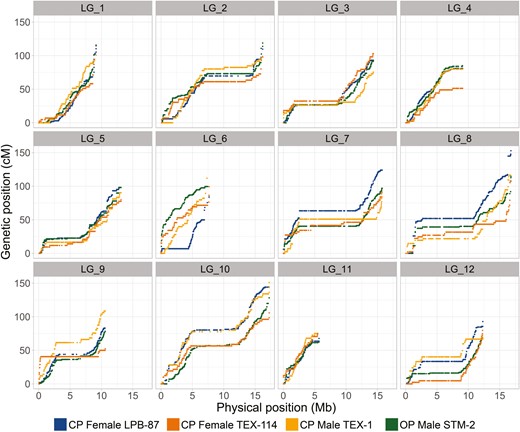 Marey maps, showing the genetic position (in cM) versus the physical position (in Mb) of each SNP marker (dot) per linkage group (LG) and parent (color code: blue, CP_Female_LPB-87; orange, CP_Female_TEX-114; yellow, CP_Male_TEX-1; green, OP_Male _STM-2; total, nonreduced dataset in all cases).
