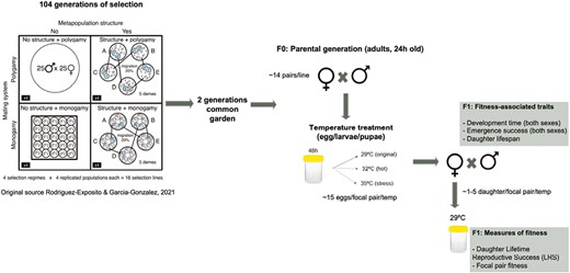 Diagram showing the setup of the selection experiment and the outline of the experimental design. The scheme represents the protocol followed for each of the 16 selection lines.