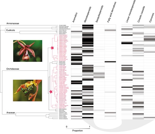 Phylogeny of perfume flowers with heatmap of chemical composition. The block on the right corresponds to three categories of monoterpenoids. Stars on the phylogeny represent the base of our two orchid clades of interest, highlighted in pink: the Catasetinae (above) and the Stanhopeinae (below). Photographs of representative taxa (Mormodes sp. and Gongora sp., respectively) were taken by Thomas Eltz.