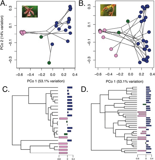 Ordinations of chemical space in two independent radiation of perfume flowers. (A) and (B) show phylochemospaces of the Catasetinae and the Stanhopeinae, respectively, using the same color scheme as in Figure 2. (C) and (D) Phylogenetic relationships within the two groups, while barplots correspond to values of PCo1. Bars are colored according to which chemical class is more highly represented within that species, using the same scheme in Figure 2.