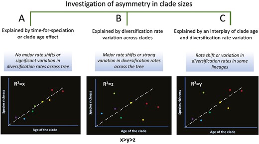 A schematic representation of categorization of studies to date investing asymmetric distribution of diversity across clades, and how the interaction of clade age and diversification rate variation produces different patterns.