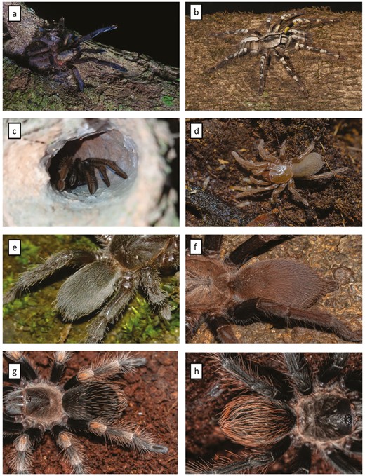 Tarantulas in arboreal habitat (A and B) and ground (C and D). Tarantulas without (E and F) and with (G and H) urticating hairs. Image credit—Avrajjal Ghosh and Zeeshan Mirza. Taxa id: (A) Chilobrachys sp. (B) Poecilotheria regalis. (C and F) Thrigmopoeus sp. (D) Plesiophrictus sp. (E) Chilobrachys sp. (G and H) Lasiodora parahybana.