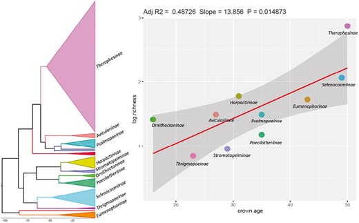 Relationship between clade age and species richness in tarantulas. The chronogram is shown on the left, and the clades are marked. Phylogenetic regression results are shown on the right.