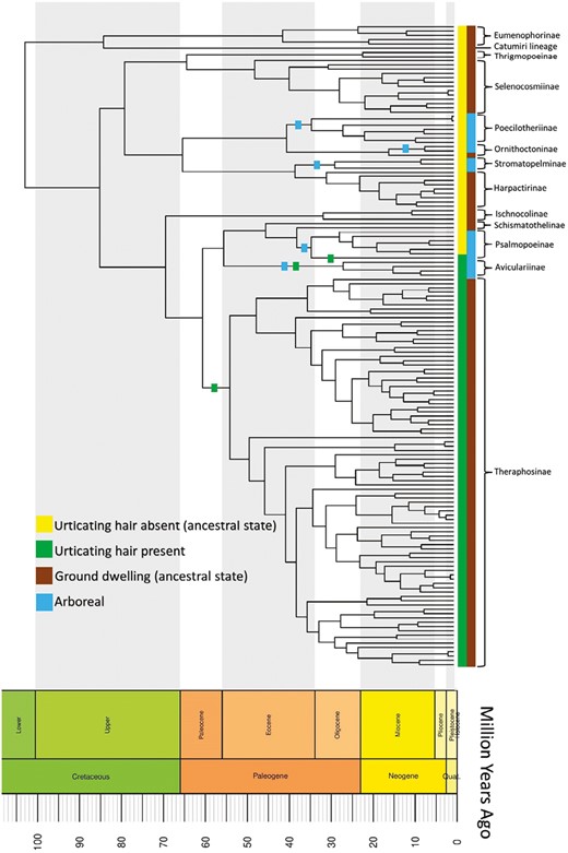 Ancestral state reconstruction for urtication and microhabitat on the chronogram. For microhabitat, ground-dwelling is the ancestral state and arboreality evolved at least five times independently. Lineages along which arboreality evolved are marked with blue boxes. In case of urtication, absence of urtication is the ancestral state and urtication evolved independently at least three times. Lineages along which arboreality and urtication evolved are marked with squares.