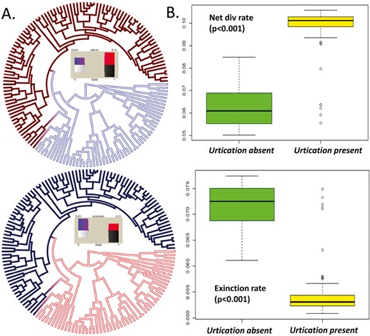Panel A shows the net diversification (up) and extinction (down) phylorate plots estimated for the whole phylogeny along with the trait states according to the best HiSSE model. The internal color of the branches represents the trait states (white—urtication absent and black—urtication present). The external color represents the rates. Panel B shows box plots of tip rates estimated with MiSSE for net diversification rates (up) and extinction rates (down) in presence and absence of urtication. PGLS ANOVA significance values are also shown.