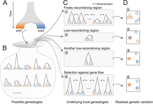 Distinct patterns of genetic variation can be due to reduced recombination rate. Population history (A) affects the distribution of possible genealogies (B) from which local genealogies are drawn (C). The number of genealogies in a genomic interval with a fixed physical length depends on the local recombination rate (C). Mutations occurring on the genealogies (not shown) determine the patterns of realised genetic variation. The realised genetic variation can be summarised and visualised with various methods such as PCA (D). (1) In freely recombining neutral regions, mutations represent many genealogies and hence the pattern of genetic variation converges to the population structure. (2, 3) In low-recombining neutral regions, mutations represent few genealogies covering the region leading to patterns of genetic variation distinct from the population structure. (3) Due to randomness in sampling of genealogies, some of such distinct patterns can be similar to patterns expected at targets of selective factors (c.f. 4). (4) At targets of selection, distribution of possible genealogies is different from that at neutral regions, which is depicted as a different set of possible genealogies in B and the dotted arrow.