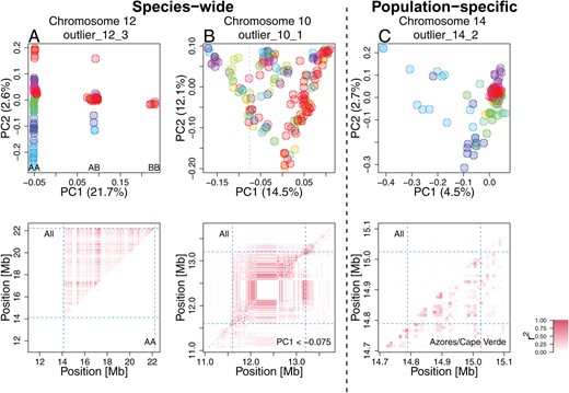 Patterns of genetic variation and linkage disequilibrium at local PCA outliers Top: PCA at exemplified outlier regions visualising the patterns of local genetic variation. Data points represent blackcap individuals colour-coded by population as depicted in Figure 2. Bottom: LD calculated for all individuals (top-left diagonal) and for subset individuals (bottom-right diagonal). A. A putative inversion. Three clusters correspond to combination of two non-recombining alleles possessed by individuals, depicted as AA, AB, and BB. LD calculated using AA individuals is not elevated, in line with heterozygote-specific recombination suppression at an inversion locus (Supplementary Figure S14). B. A species-wide low-recombining region with six loose clusters of individuals. LD calculated using subset individuals was elevated, suggesting genotype-non-specific recombination suppression. C. A population-specific low-recombining region. The variance in genetic distances between individuals of the low-recombining populations (Azores (blue) and Cape Verde (light blue)) is greater than between other pairs of individuals (top). LD calculated using individuals of the low-recombining populations is elevated(bottom).