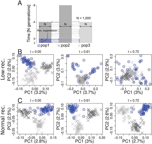 Simulation of a population-specific low-recombining region. A. Simulated scenario. Simulated genome contained two chromosomes, one with a population-specific low-recombining region and the other without. PCA showing patterns of genetic variation at the population-specific low-recombining region (B) and the normally recombining chromosome (C) at three time points in one exemplified simulation replicate.