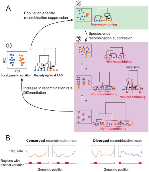 Evolutionary changes in local recombination rate influence evolution of local genetic variation. A. Local genetic variation is shown in hypothetical PCA plots. Their underlying genealogies are shown in simplified ancestral recombination graphs (ARGs,(Griffiths and Marjoram, 1997; reviewed in Lewanski et al., 2024)), on which black dots represent ancestral recombination events contributing to the sampled sequences. Points in PCA depict diploid individuals, while those on the ARGs represent haploid sequences. Two colours of these points (blue and orange) indicate two populations. (1) Local genetic variation concordant to population structure. Genetic variation shows separation of individuals from two populations. ARG shows that recombination is suppressed in neither population. (2) Population-specific recombination suppression in the blue population. ARG shows that recombination is suppressed in the blue population. (3) Species-wide recombination suppression. Top: A case in which there are few mutations representing the basal splits of the underlying genealogy at species-wide low-recombining region. Middle: A case in which there are two haplotypic variants at the species-wide low-recombining region. If this is due to presence of an inversion (right ARG), recombination is suppressed between but not within the two clades representing two alleles. Bottom: A case in which there are three haplotypic variants at the species-wide low-recombining region. B Evolution of recombination map influences difference in genomic distributions of distinct patterns of genetic variation between species/populations.