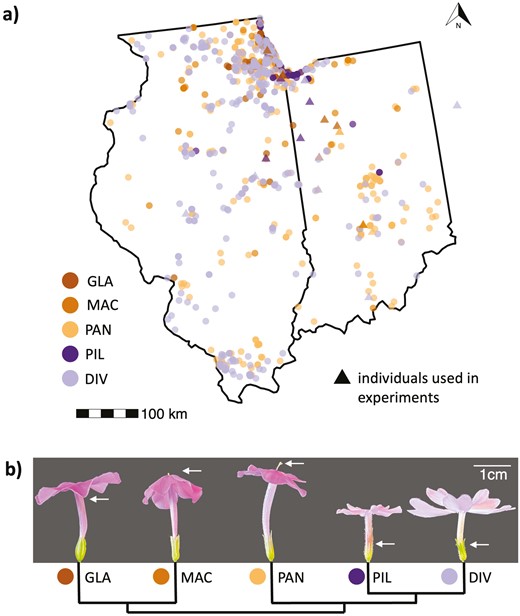 Distributions and representative images of the five focal Phlox species with geographically overlapping ranges in the states of Indiana and Illinois (USA). (a) Map of Illinois and Indiana with occurrence data obtained from the Global Biodiversity Information Facility (GBIF.org, 2023; see Supplementary Table S1 for the full reference list and download links). Triangles indicate the locations of individuals used in this study (including one P. divaricata in Ohio; see Supplementary Table S2). The map was plotted with the R packages usmap v.0.6.1 (Di Lorenzo, 2023), ggplot2 v.3.4.2 (Wickham, 2016), and ggspatial v.1.1.9 (Dunnington, 2023). (b) Lateral representative images and phylogeny (derived from Garner et al., 2024) of the five species. P. glaberrima ssp. interior (GLA), P. maculata (MAC), and P. paniculata (PAN) are long-styled. P. pilosa ssp. pilosa (PIL) and P. divaricata (DIV) are short-styled. The white arrows indicate the approximate height of styles for each species.