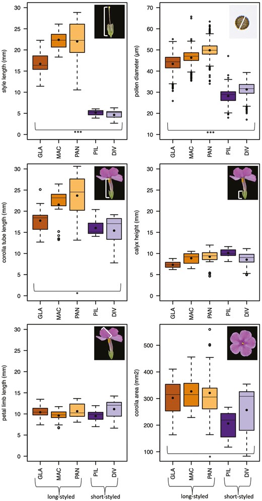 Long-styled species have larger pollen than short-styled species while other floral traits are similar. Five to nine flowers on three to five individuals per species were measured for the flower morphological traits, and pollen grains of three flowers of three individuals per species. The black dots indicate the means. The first three species in each plot (shades of orange) are long-styled, the following two (shades of purple) are short-styled. Statistically significant differences between the two style types are highlighted with stars, where ***<0.001, **<0.01, *<0.05.