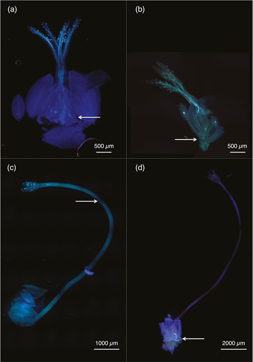Representative images of pollen tubes grown in vivo. (a) A representative image of a short-style conspecific cross, (b) a cross wherein a short-styled species received pollen from a long-styled species, (c) a cross wherein a long-styled species received pollen from a short-styled species, and (d) a long-style conspecific cross. The arrows indicate how far the pollen tubes grew within 48 hr.