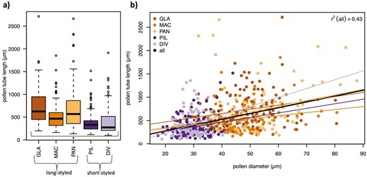 Pollen from long-styled species grow longer tubes in vitro and pollen tube length is significantly correlated with pollen grain size within and across species. Pollen grains were germinated and allowed to grow pollen tubes for 24 hr in a standardized medium, at which point 13–98 pollen grains and tubes were measured of two to three individuals per species. (a) Pollen tubes are significantly longer in long-styled species than in short-styled species. (b) Pollen tube length is highly correlated within species and across all species (thick line).
