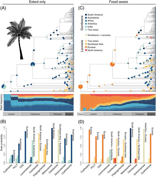 Biogeographic reconstructions for tree ferns (Cyatheales) based on distribution data of extant and fossil species. (A, C) Phylogenetic trees of Cyatheales showing the most probable inferred ancestral ranges for nodes across the phylogeny and state-frequency-through-time (SFTT) plots. SFTTs show the temporal distribution of probable ancestral geographic states based on reconstructions excluding (A, extant only) and including fossils (C, fossil aware); for simplicity, information for several nodes was omitted from the phylogenetic tree. (B, D) Posterior probabilities of the three most probable inferred states for each node under reconstructions excluding (B, extant only) and including fossils (D, fossil aware). CDC represents the node for the most recent common ancestor of the Cyatheaceae, Dicksoniaceae, and Cibotiaceae. PCLT represents the node for the most recent common ancestor of the Plagiogyriaceae, Culcitaceae, Loxomataceae, and Thyrsopteridaceae.