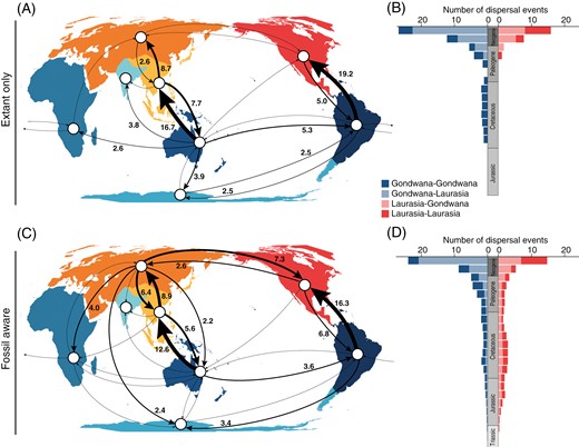 Reconstruction of dispersal events for tree ferns (Cyatheales) across geographic regions based on distribution data of extant and fossil species. (A, C) Number of inferred dispersal events (posterior mean) among geographic regions based on reconstructions excluding (A, extant only) and including fossils (C, fossil aware). Arrows indicate dispersal routes with greater than one event, but for simplicity, numbers are only shown for routes with greater than two events. (B, D) Number of inferred dispersal events through time based on reconstructions excluding (B, extant only) and including fossils (D, fossil aware). Dispersal events through time were estimated in 10 million year bins and grouped according to the direction of movement among major geographic regions (Gondwana and Laurasia).