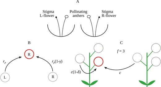 Schematic of the model. (A) Stylized representation of an L -flower and an R-flower in reciprocal enantiostyly. (B) Schematics of hypothetical pollen dispersal among flowers of the same and different stylar orientations of an enantiostylous species. The flower with opposite handedness transfers pollen at the full rate 𝑟𝑝, whereas the flower with the same handedness suffers a penalty of 𝟣−γ, compared to pollen movement between flowers of opposite stylar orientation. (C) Schematics of pollen grain-to-seed conversion c resulting from fertilization by outcrossing or geitonogamy. In the latter case, the conversion coefficient is reduced by 𝟣−δ compared to outcrossing due to inbreeding depression.
