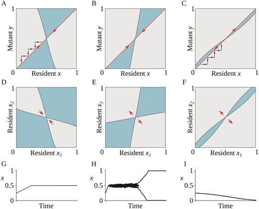 The three possible types of evolutionary behavior: gradual evolution can result in a population of monomorphic enantiostyly (A, D, and G), dimorphic enantiostyly (B, E, and H), or a population with uniform direction for stylar orientation (C, F, and I). (A–C) Pairwise invasability plots. Mutants can invade a resident with trait value x if their trait value y is in a grey (light) area that occurs when y has positive invasion fitness. Blue (darker) regions in the plots correspond to negative invasion fitness and, in those regions, the mutant y cannot invade the resident x. The red (big) arrows indicate directional evolution (A and B) toward the singular point x=*1/2 (evolutionary attractor, convergent stable) or (C) away from the singular point 𝑥*=1/2 (evolutionary repeller, not convergent stable), under the assumption of mutations of small phenotypic effect. Evolution proceeds as a trait substitution sequence illustrated by the black (small) arrows in (A) and (C). (D–F) Area of coexistence of a hypothetical dimorphic population, with phenotypic traits x𝟣 and x𝟣. Grey (light) areas correspond to regions where x𝟣 and x𝟤 can coexist on an ecological time scale. Red (big) arrows represent the direction of (D) convergent and (E and F) disruptive selection in a coevolutionary process involving x𝟣 and x𝟤. (G–I) Example of simulated evolutionary trees. (G) After an initial period of directional selection, evolution reaches an end point with a monomorphic population at x=1/2. (H) Following directional evolution, the monomorphic population splits into two subpopulations with phenotypic traits x = 0 and x = 1. (I) Directional selection drives the monomorphic population away from the singular point and toward x=𝟢. Note that with a different starting point (x>1/2), the evolutionary process would go toward x=𝟣. Parameter values: (A, D, and G) φ = 10, χ = 1, σ=𝟧, δ = 0.6, γ = 0.8. (B, E, and H) φ = 10, χ = 1, σ = 5, δ = 0.8, γ = 0.5. (C,F,I) φ = 15, χ = 1, σ = 5, δ = 0.9, γ = 0.2.