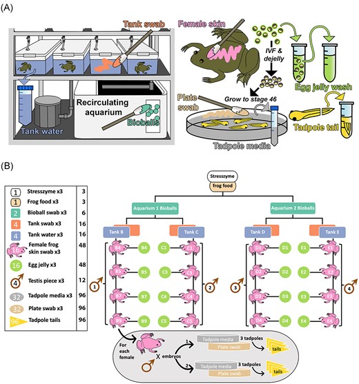 Sampling strategy for study. (A) Summary of sample types collected. Several sample types that were shown to contribute negligible microbes (STRESS ZYME/frog food/testis) were omitted, as preliminary findings suggested these do not contribute to tadpole microbial ecology. (B) Detailed sampling structure and sample numbers. Numbers within icons in the left panel denote numbers of biological replicates collected per sample type, with technical replicates indicated within accompanying text. For example, for bioballs, samples were collected from two biological replicates (i.e. two different aquarium systems), with three technical replicate swabs collected from each, giving a total of six samples. For each tadpole sibship, 48 tadpoles were split between two Petri dishes (plates), reared to stage 46 and sampled. All samples were collected for DNA extraction and amplification and sequencing of the 16S rRNA V4 hypervariable region.