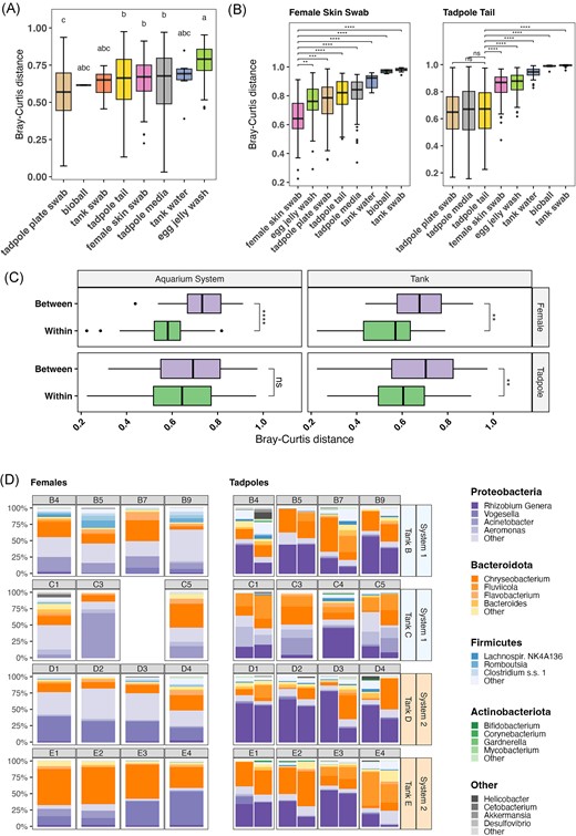 Variability of microbial communities in core sample types based on 16S amplicon sequencing. (A) Box plot of Bray–Curtis distances between samples of the same type. Each box shows the distribution of distances between samples of that sample type. Bars within boxes indicate median value. Statistical significance is shown using compact letter display, sample types within the same letter group have no statistically significant difference from each other based on Dunn’s post hoc test (P < .05). (B) Box plot showing relative distances between mother skin swab samples and tadpole tail samples and other sample types. Asterisks indicate significance levels determined by Dunn’s post hoc test; **** = < 0.0001, *** = < 0.001, ** = < 0.01, * = < 0.05, and ns = not significant. (C) Comparison of Bray–Curtis distance variation in mother skin swabs and tadpole tail samples. On the y-axis, ‘Within’ refers to distances between samples from the same tank or from within the same aquarium system according to the panel. ‘Between’ refers to distances between samples taken from different tanks or systems. Asterisks indicate significance levels determined by Wilcoxon rank-sum; **** = < 0.0001, *** = < 0.001, ** = < 0.01, * = < 0.05, and ns = not significant. (D) Comparison of relative abundance of microbial phyla and genera on individual mother skin and tadpole tail samples within sibships. Each bar within the tadpole panel represents tadpoles from an individual plate (i.e. two plates per mother). Samples are rarefied at 1000 reads. Horizontal labels indicate identity of mother, while vertical labels on right of plot indicate mother’s tank of residence and the aquarium system the tank is within (A or B). Mother samples represent multiple skin swabs, while tadpole samples are tail clips from multiple tadpoles per mother.