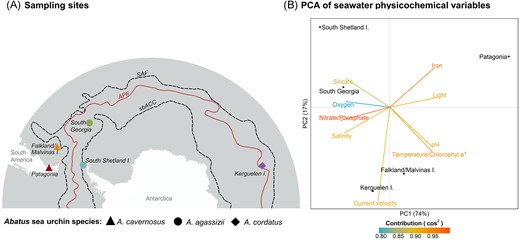 Sampling sites localities and environmental characterization across the Southern Ocean. (A) Map showing the sampling sites: Possession Bay in Atlantic Patagonia, Canache Bay in Falkland/Malvinas Islands, Fildes Bay in King George Island, South Shetland Islands, Stromness Bay in South Georgia, and Port-aux-Français in Kerguelen Islands. The different Abatus species are indicated by the symbol shapes. Some localities are connected by the ACC characterized here by its north and south limits (black dashed lines): the Subantarctic Front (SAF) and the southern boundary of the ACC (sbACC). Other localities are separated by the APF (continuous red line). The positions of the fronts were extracted from Orsi et al. (1995). (B) Principal component analysis (PCA) of the seawater physicochemical variables from each sampling site. The arrows represent the environmental values and are coloured according to their contribution to the PCA based on the cos2. Variables that were highly correlated (Pearson correlation coefficient >0.95) were represented by the same arrow. Here, ‘Temperature/Chlorophyl a*’ represents four correlated variables (temperature, chlorophyll a concentration, mean net primary productivity of carbon, and carbon phytoplankton biomass).