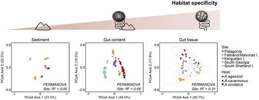 Dissimilarity of bacterial communities along the gradient of habitat specificity. PCoA of bacterial community composition based on Bray–Curtis distance from 16S rRNA gene sequences, for each habitat separately. Symbol colours represent sampling sites, and symbol shapes indicate the host species. Ellipses represent the standard deviation of all points for a given site with a confidence interval at 0.95. The effect of the site on the clustering was tested by PERMANOVA (adonis2 function vegan package, all P-values < .05).
