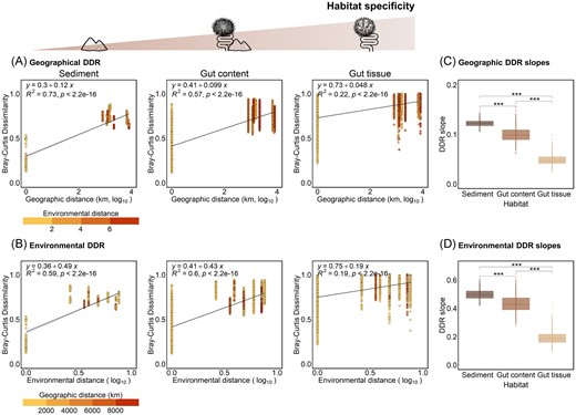 DDR along the gradient of habitat specificity. (A) DDR of bacterial communities’ dissimilarity (calculated as Bray–Curtis dissimilarity) according to the geographic distance for each habitat. Dot colours represent the environmental distances between samples calculated from the Euclidean distance matrix of environmental values. (B) DDR of bacterial communities’ dissimilarity (calculated as Bray–Curtis dissimilarity) according to the environmental distance for each habitat. Dot colours represent the geographic distances (km) between samples. Linear regressions were added on each scatterplot, together with the equation, the coefficient of determination (R2), and the P-value of the regression model (p). Geographical and environmental scales were log10 transformed. (C and D) Distribution of geographical (C) and environmental (D) DDR slopes for each habitat, obtained from 1000 bootstraps. Only significant differences among habitats are shown by brackets (Wilcoxon test). The significance level of P-values is indicated as follow: * < .05, ** < .01, *** < .001, and **** < .0001.
