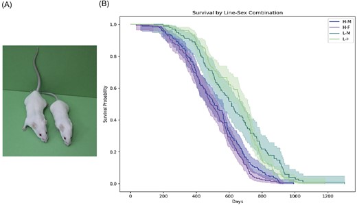 Mice lines Kghz involved in the study. Short-lived line mouse (left), long-lived line mouse (right).